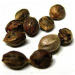 Семена марихуаны АК-47  (Seeds AK-47) в Дзержинском